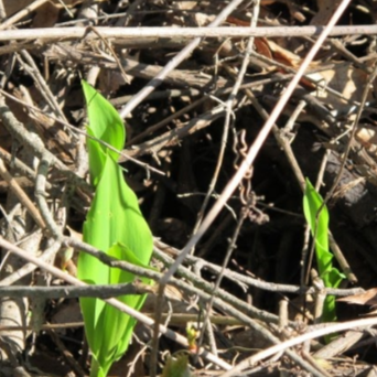 Choked When Thorns Are In the Heart